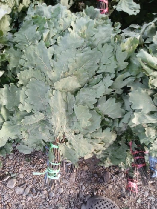 Пихта из Краснодара