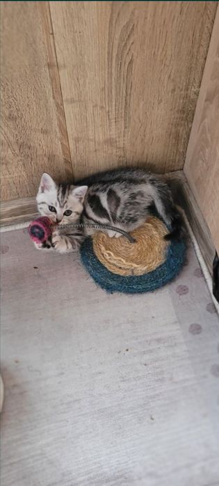 Британские котята