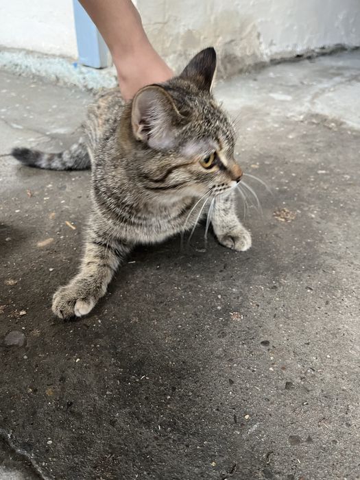 Отдам кошечку в хорошие руки