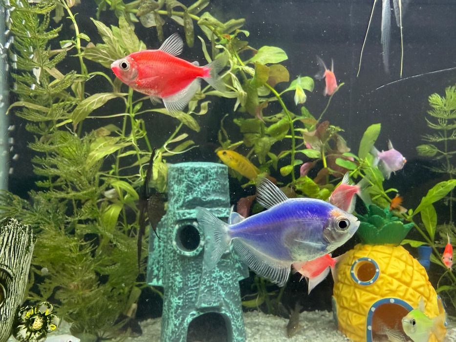 Рыбки, Аквариум