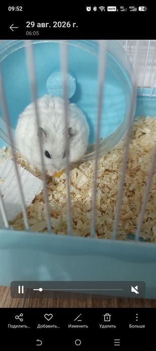 Хомяк с клеткой самка