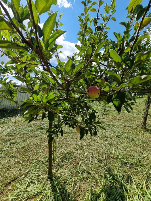 Vând 2.500 mp teren intravilan în Lugojel la 4 km de Lugoj 24€ /mp
