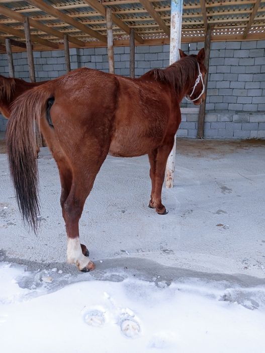 Сауын буаз жас биелер