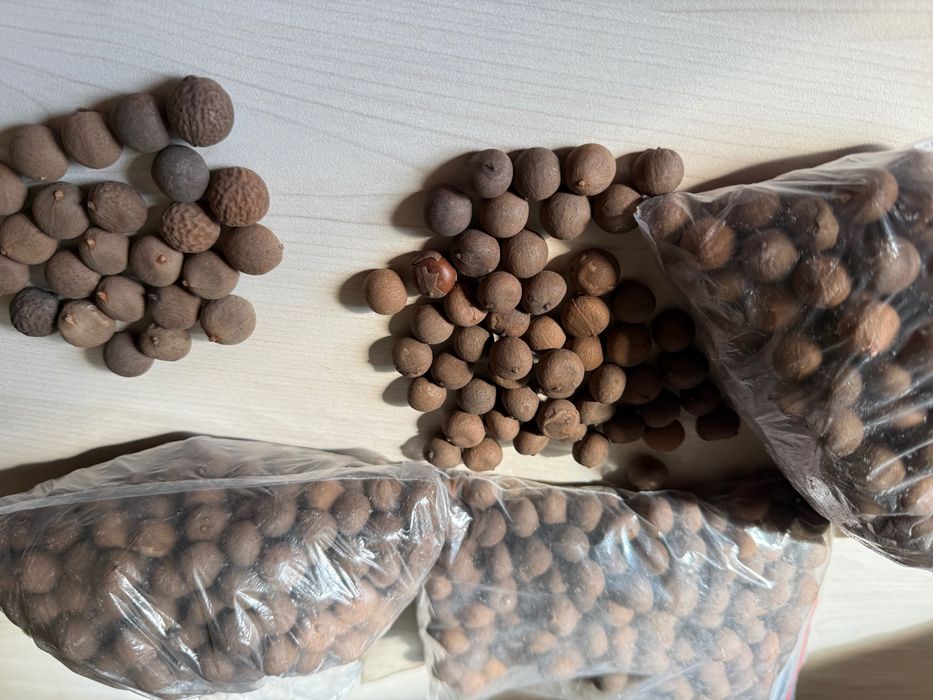 Продавам семена за палми