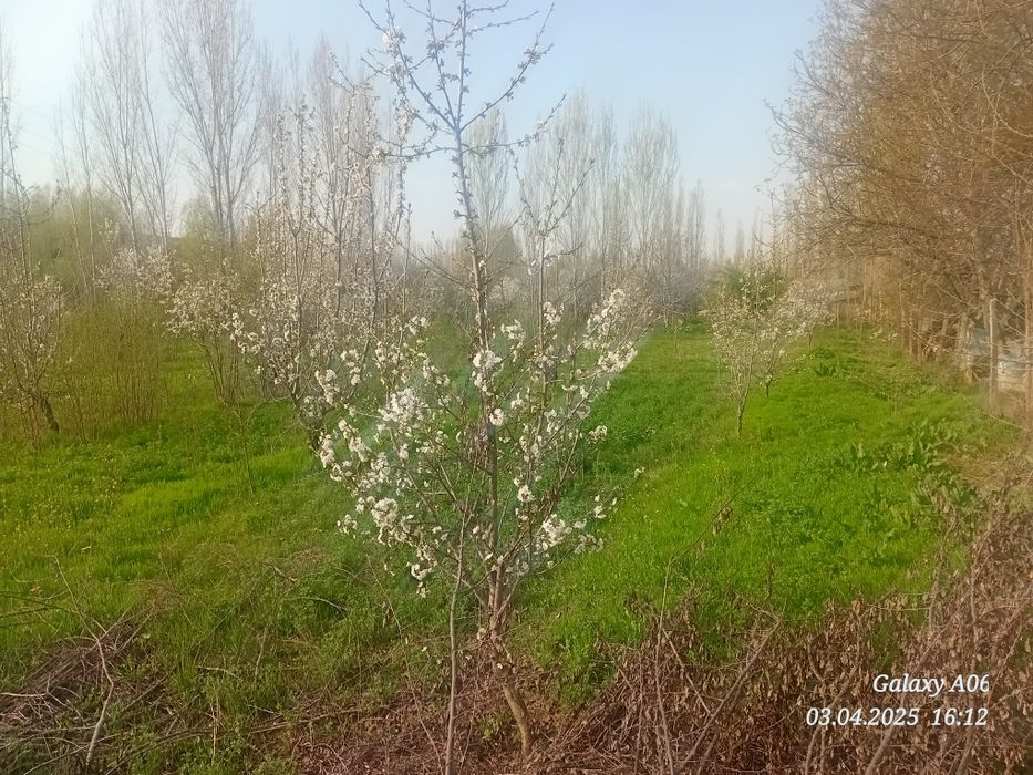 Ташкент вилояти Паркент туман Бустон кфй Ачиксой мой