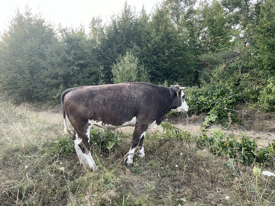 Vând Vacă,Junică și Vițel