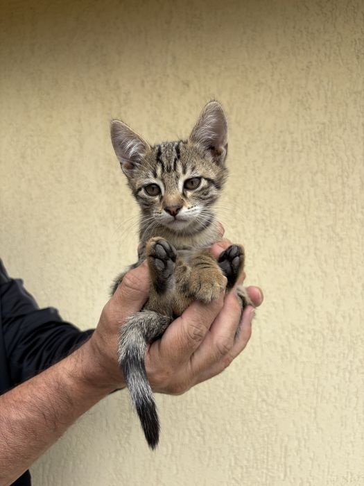 Котенца на 2 месеца