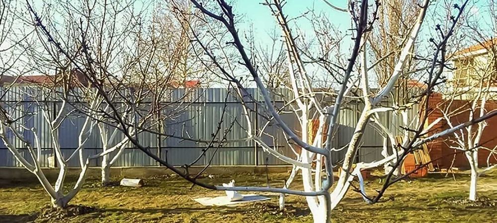 Обрезка плодовых деревьев и хвойных!