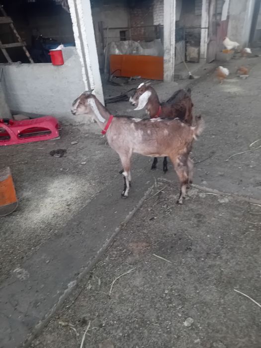 Vând două capre foarte bune