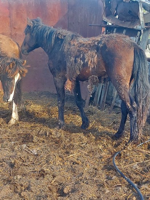 2 жасар тайлар сатылады откорм