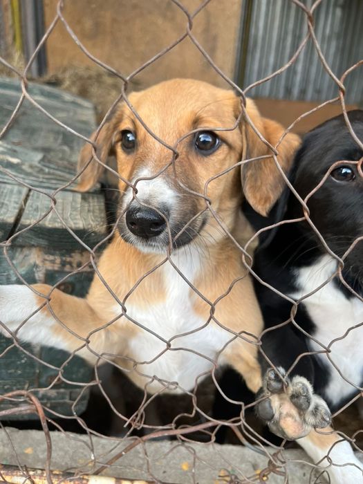 Отдам щенков помеси Тазы и Лайки