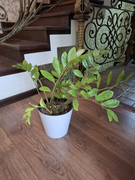 Замиокулькасы.  Продаётся