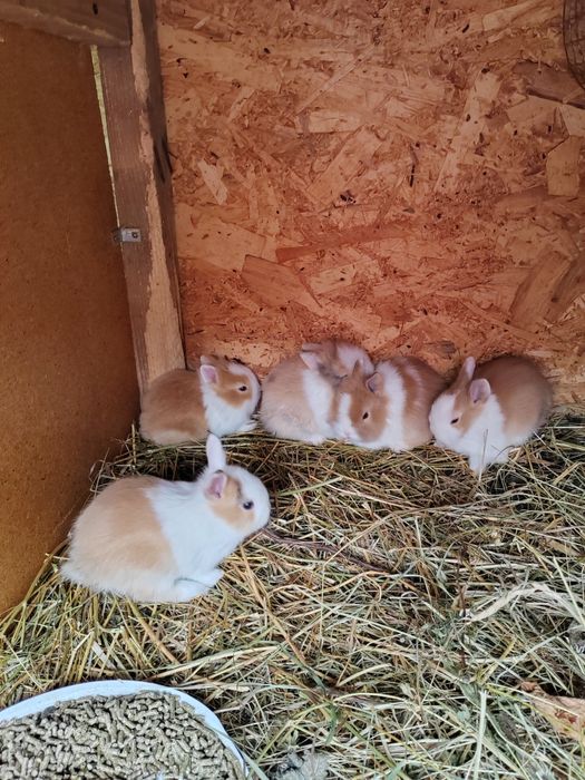 Vând iepurași pitici de companie