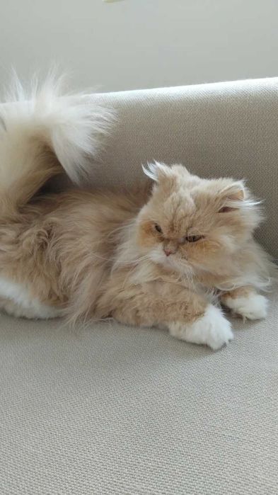 Предлагам персийска котка