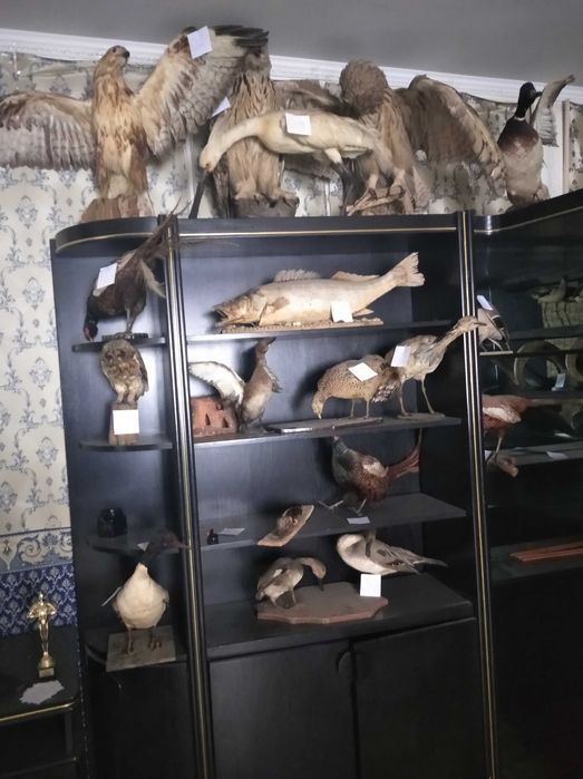 Чучела птиц и животных