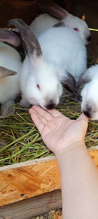 Vând pui uriaș de Transilvania în vârstă de 3 luni