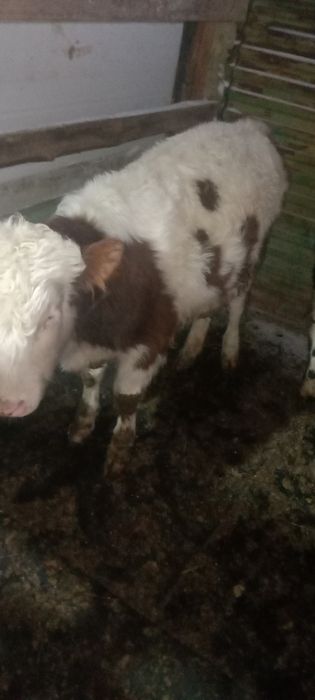 Подсостар сатылады Ильинка КРС