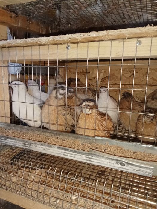 Бөдене жұмыртқалары мен еті сатылымда бар