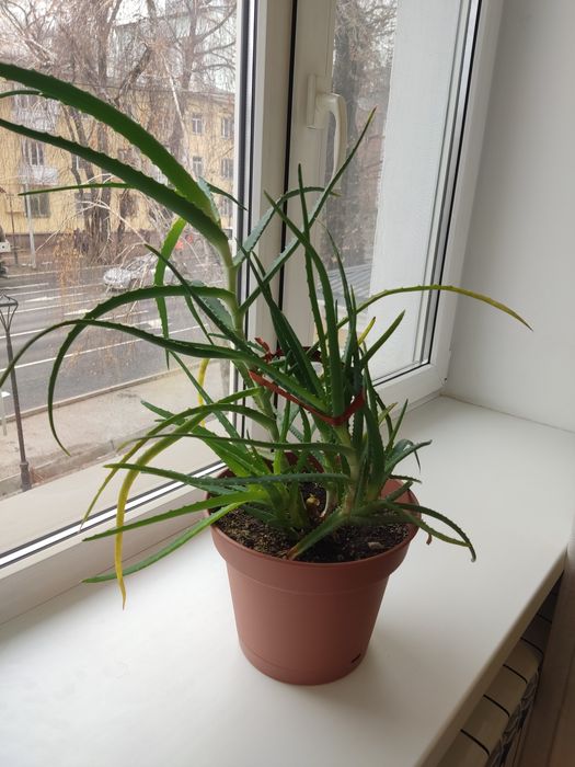 Продам лечебный алоэ 5 лет.