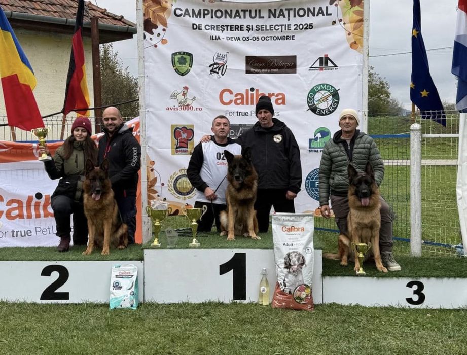 Pui ciobanesc german cu pedigree top