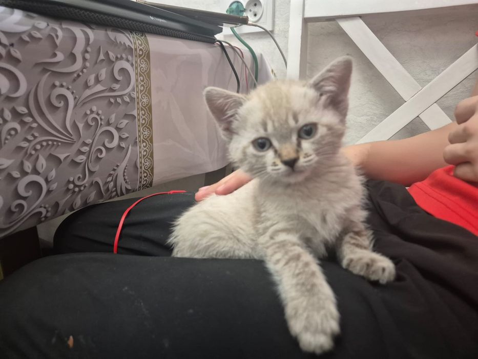 Котёнок, девочка.