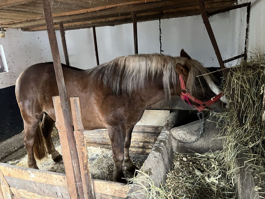 Manz de 2 ani invatat la faiton