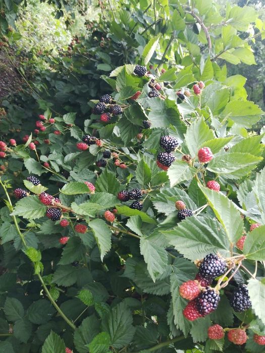 Vindem Butași de Mure