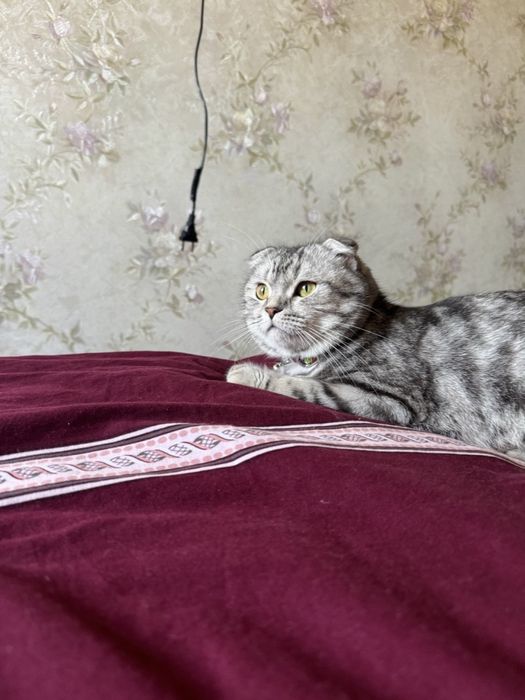 Mushuk sotiladi zoti vislouxa folt