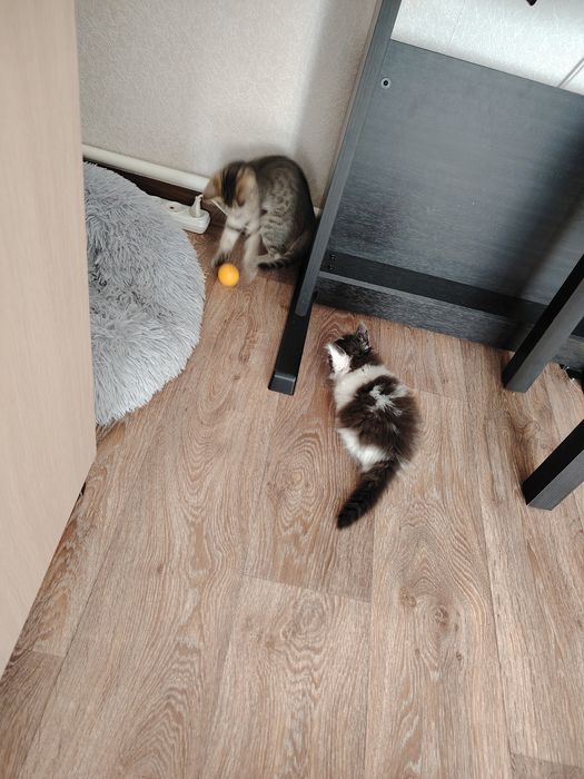 Отдам котят в добрые руки