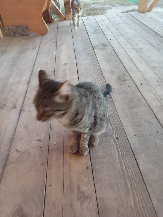 Отдам котят в добрые руки.