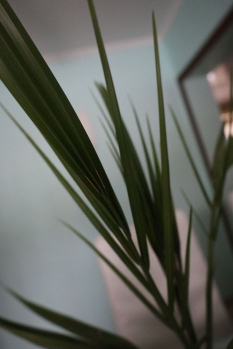 Комнатные цветы.