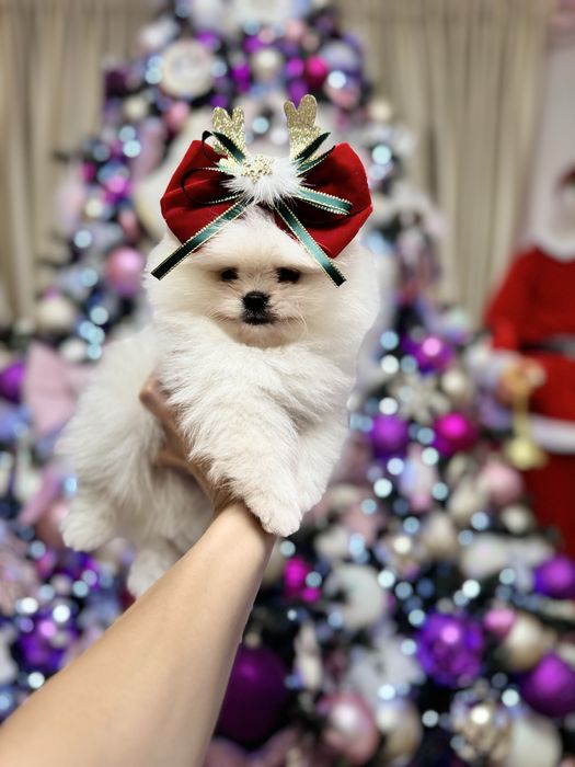 Pomeranian Bear Type