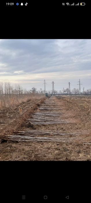 Puieți paltin arin Ulm preț negociabil