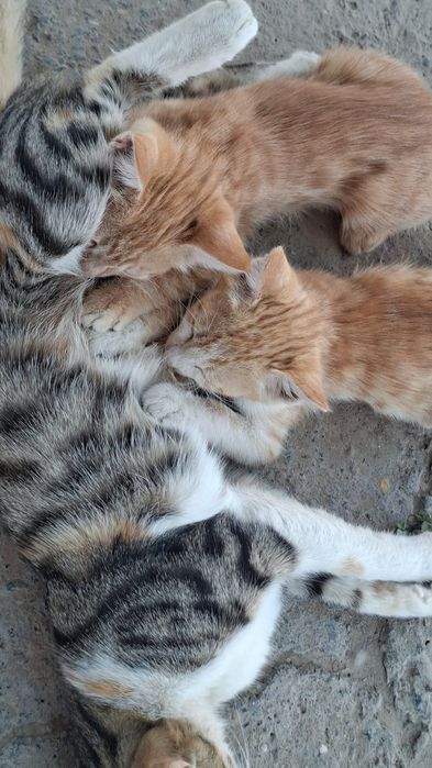 Отдам даром котят