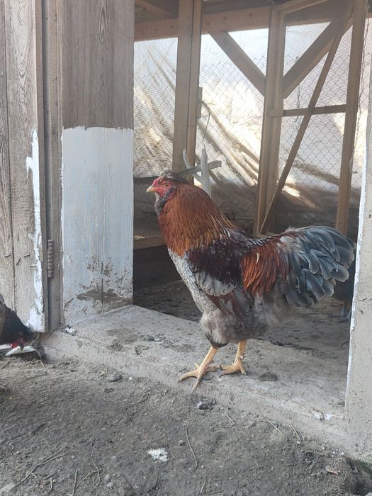 Cocoși moțați cântă și calcă, tineri încă nu au 1 an . Am scos pui cu ei.