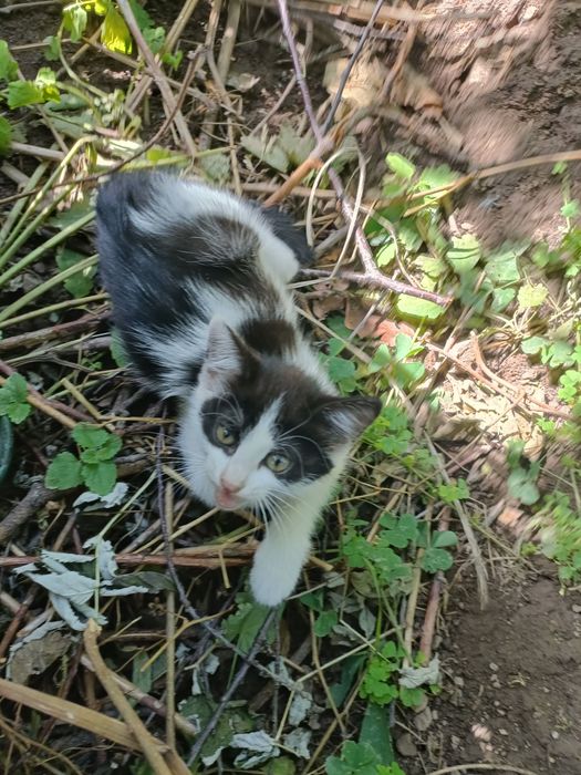 Симпатичные катята