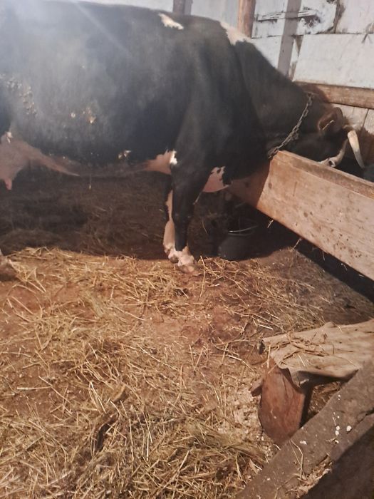 Vând vacă de ținut