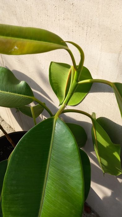 Ficus,trandafir japonez,hortensii