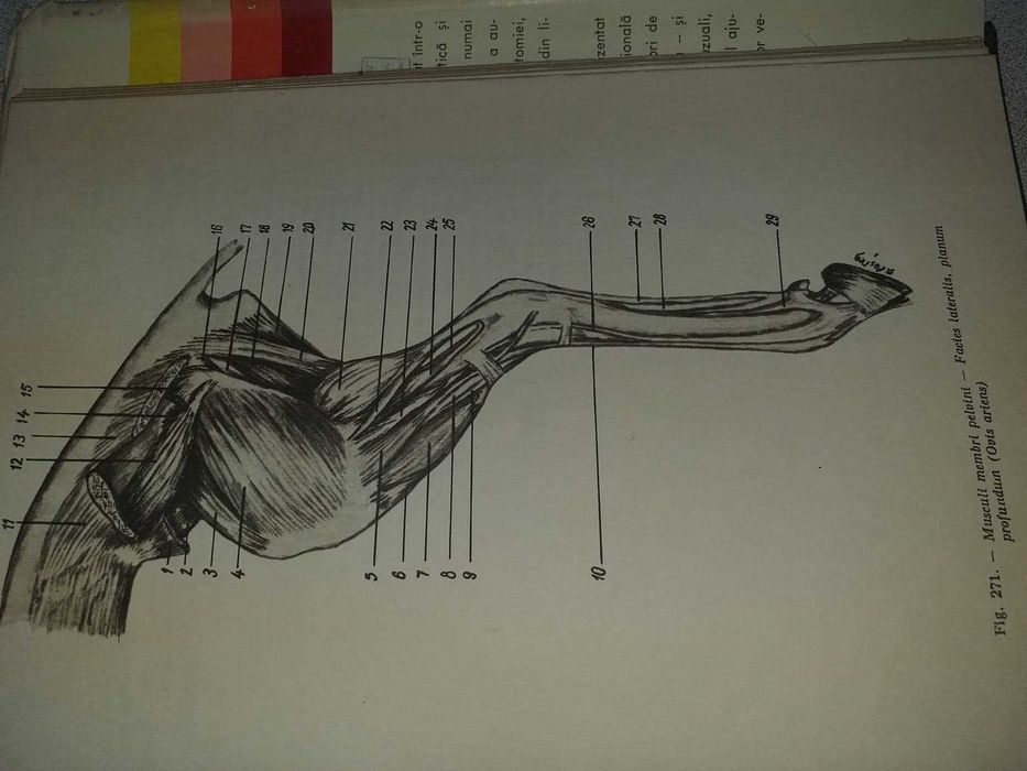 Atlas practic Anatomie Veterinara