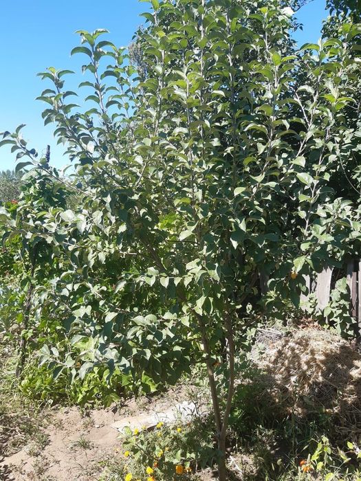 Продам дачу , сад здоровье