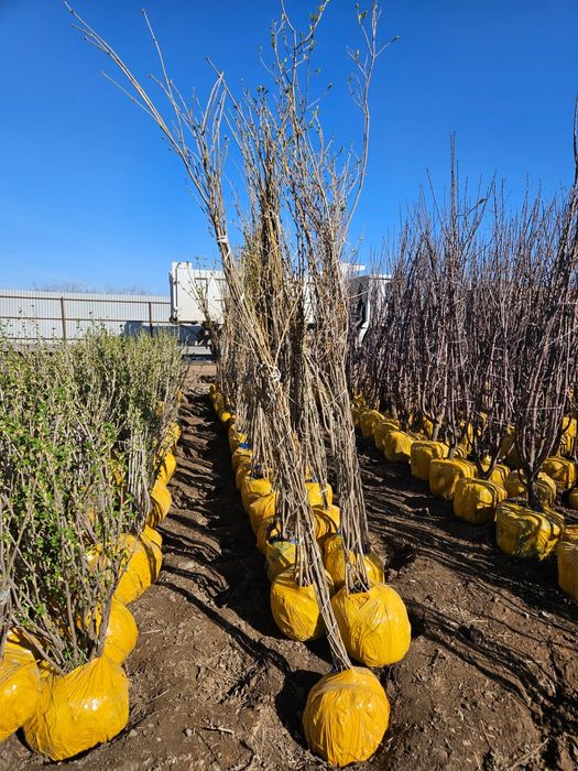 Начался сезон посадки!!!