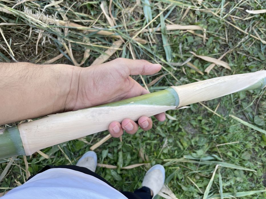 Qamish devor qilish va tomni yopish uchun