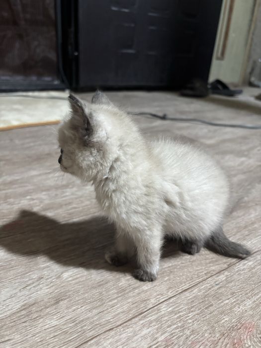 Котята разных пород