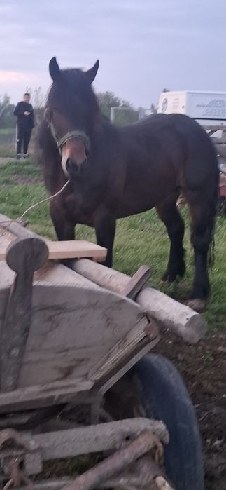 avand sau svhimb manza de 3 ani cu vitei sau vaci