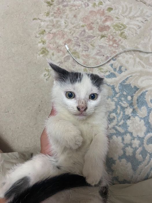 Животное, котята