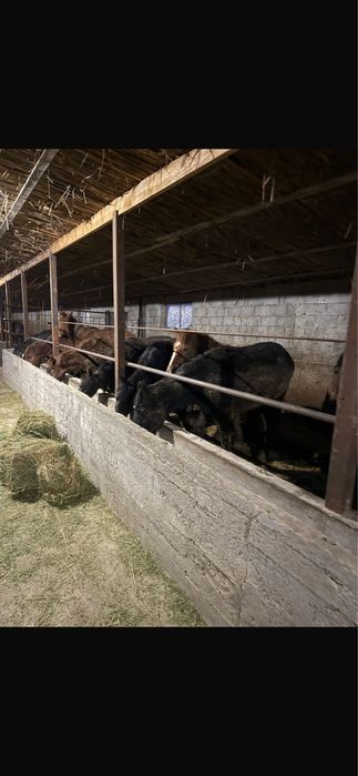 Жылкы ети / конина согым