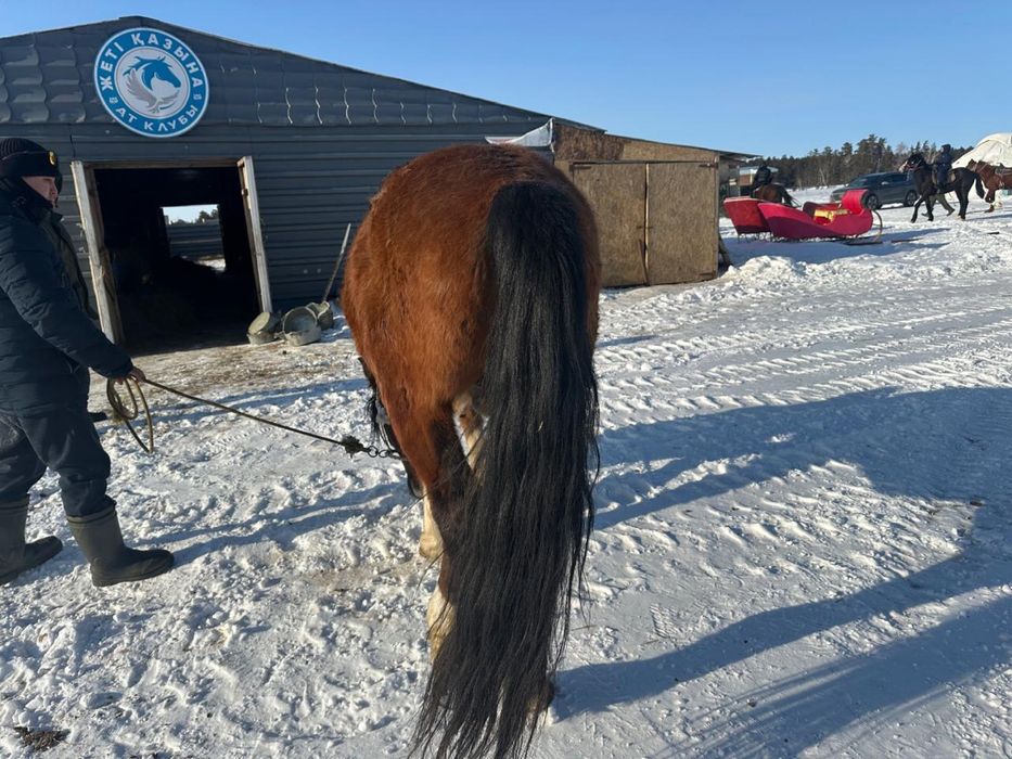 Продам коня полносью обучен