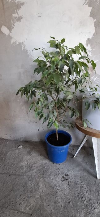 Комнатные растения