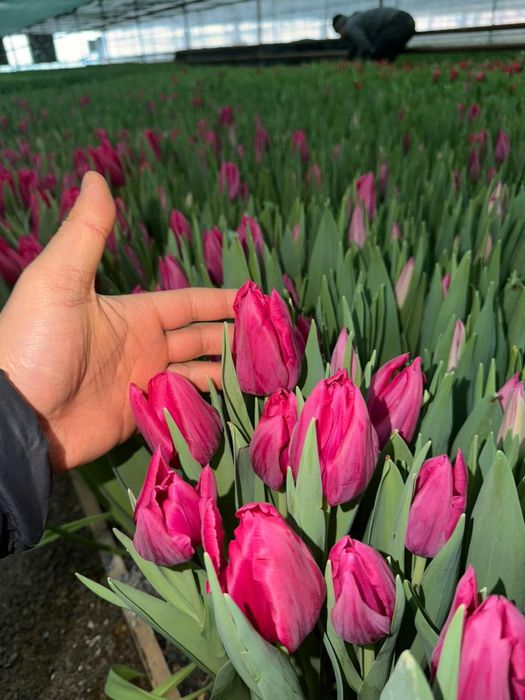 Тюльпаны оптом и в розницу!