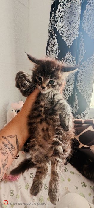 Продам котят породы Мейн Кун